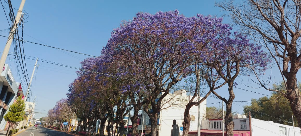 Por: Cortesía  Denuncias vecinales evitan tala de jacarandas para Nueva Plaza Comercial en Puebla