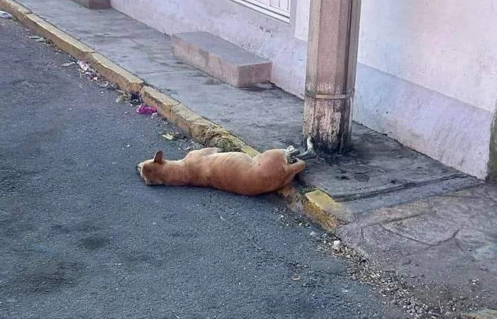 Por: Especial  Huamantla no ha cumplido con su propio reglamento, sentencia OCPA