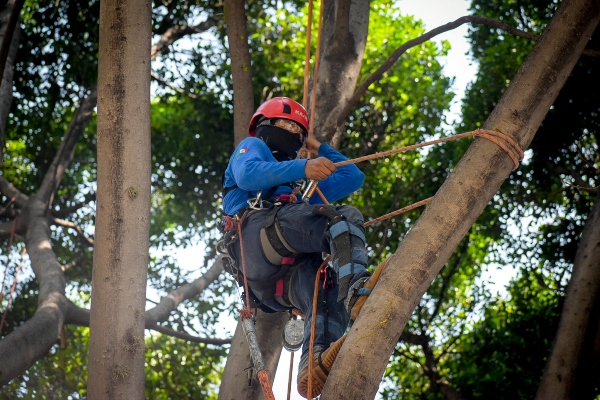 Por: Cortesía Inician esta semana de podas fitosanitarias en Bulevar 5 de Mayo y Circuito Juan Pablo