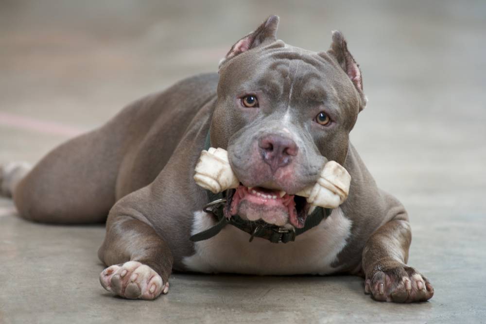 Por: Cortesía Dos pitbulls atacaron a un bebé de 15 meses en Italia