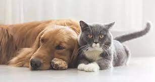 Por: Cortesía Atlixco llama a prevenir golpe de calor en mascotas