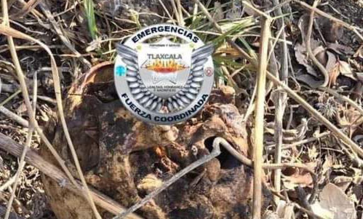 Por: Cortesía Hallan supuesto cráneo humano en terrenos de labor de Atlahapa