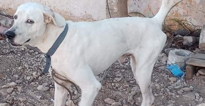 Por: Cortesía Condena a primera persona por crueldad animal en Yucatán