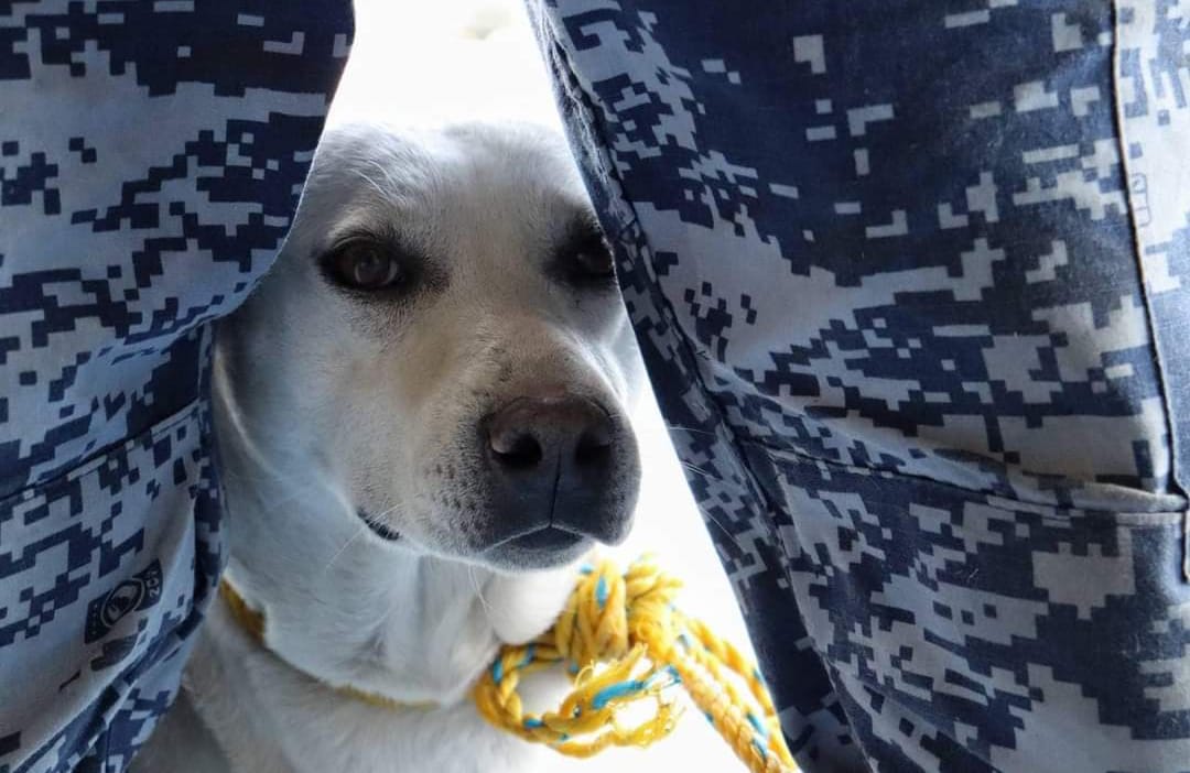 Por: Cortesía ¿Cumplirán ayuntamientos con Bienestar Animal? Publican exhorto en Periódico Oficial
