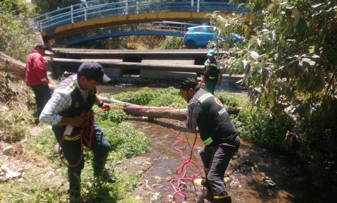 Cae árbol de 10 metros en Tecolotla, Apetatitlán