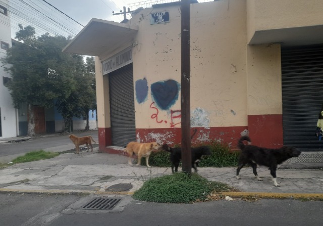 Por: Cortesía Fiscalía investiga envenenamiento de mascotas en la ciudad de Puebla