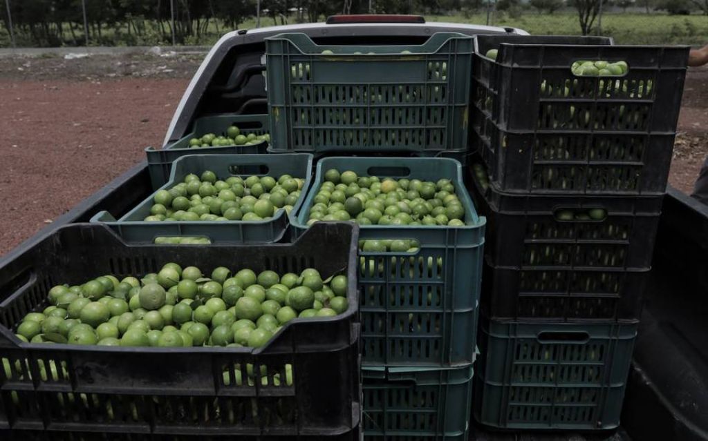 Por: Cortesía AMLO anuncia medidas para proteger a productores de limón en Michoacán