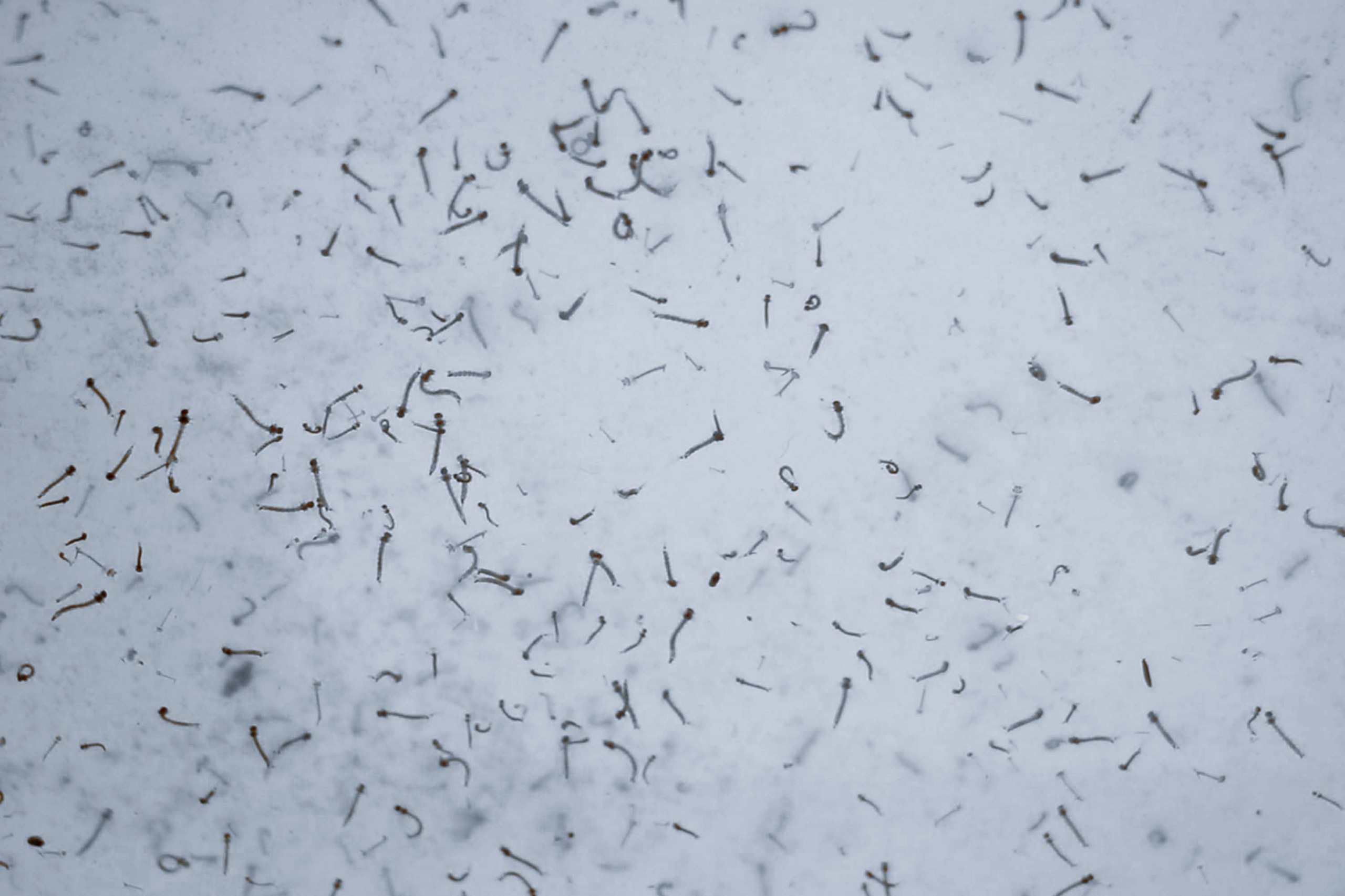 Por: Cortesía Dengue en Puebla