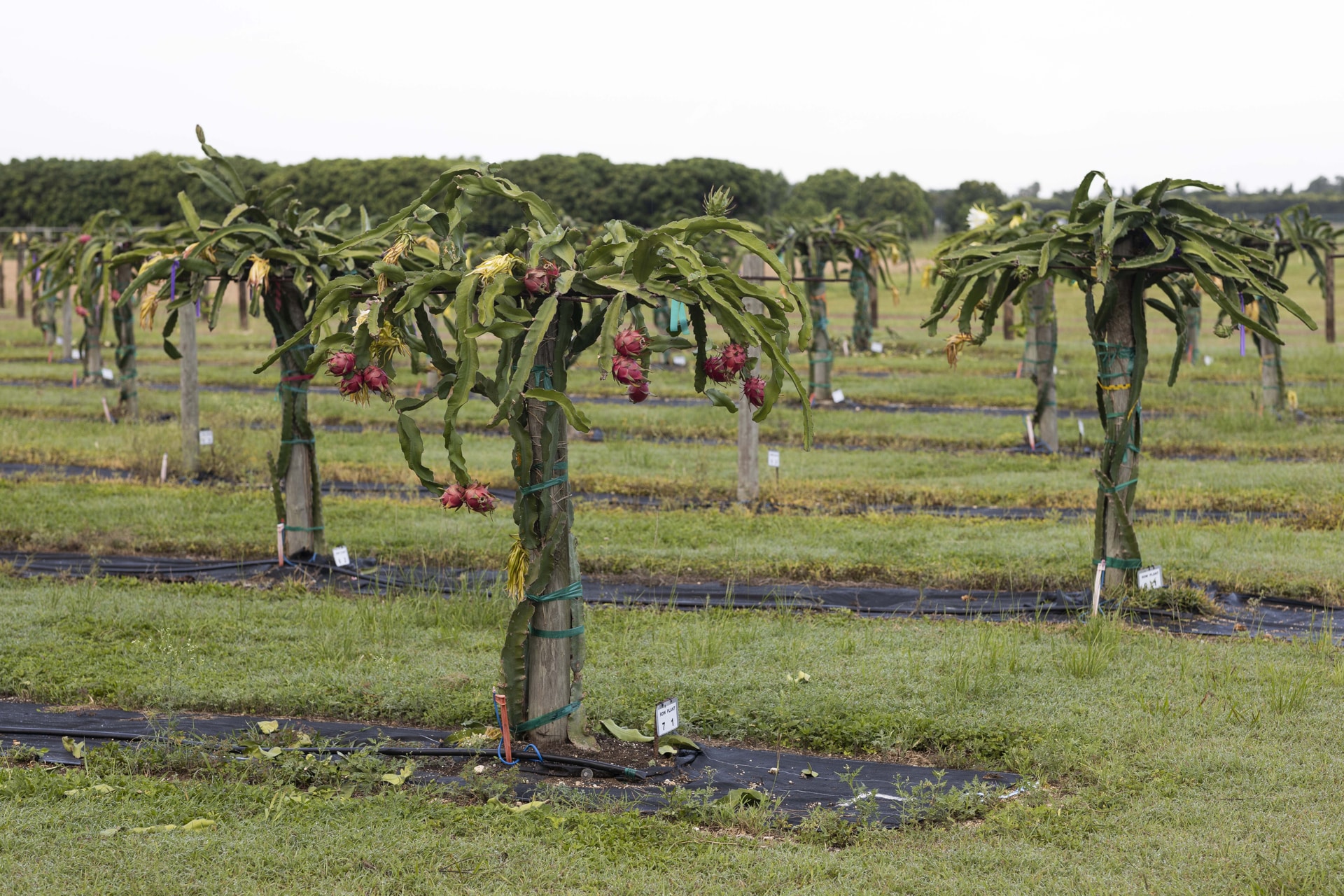 Por: Cortesía Pitahaya