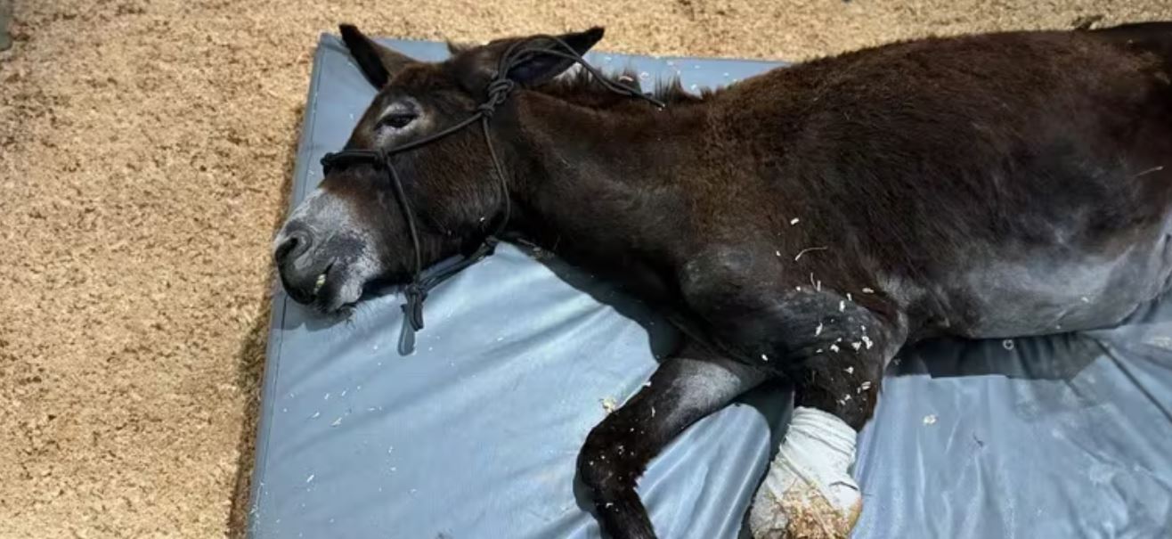 Por: Cortesía Burrita Olivia