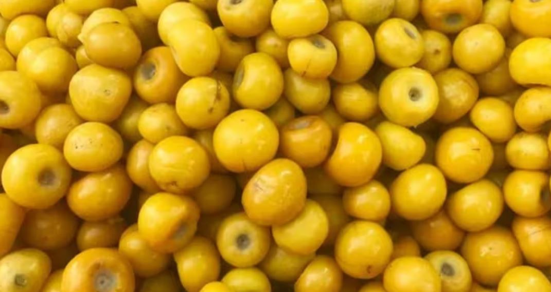 Por: Cortesía Nanche: La fruta secreta que rejuvenece y mejora la firmeza de tu piel