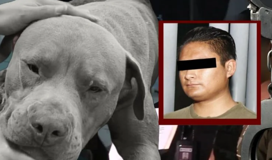 Por: Cortesía Detienen a Cristian E.T.N. agresor de “Jefazo”