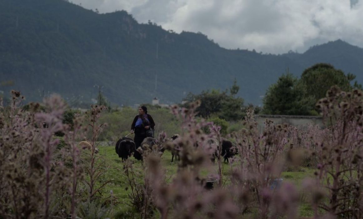Cine mexicano presente en el 77 Festival de Cine de Locarno, Suiza