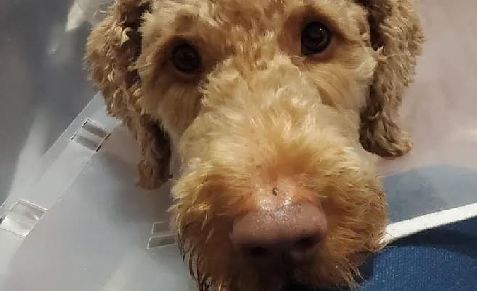 Foto: Cortesía Perro herido en Cholula necesita ayuda tras ataque de perro agresivo