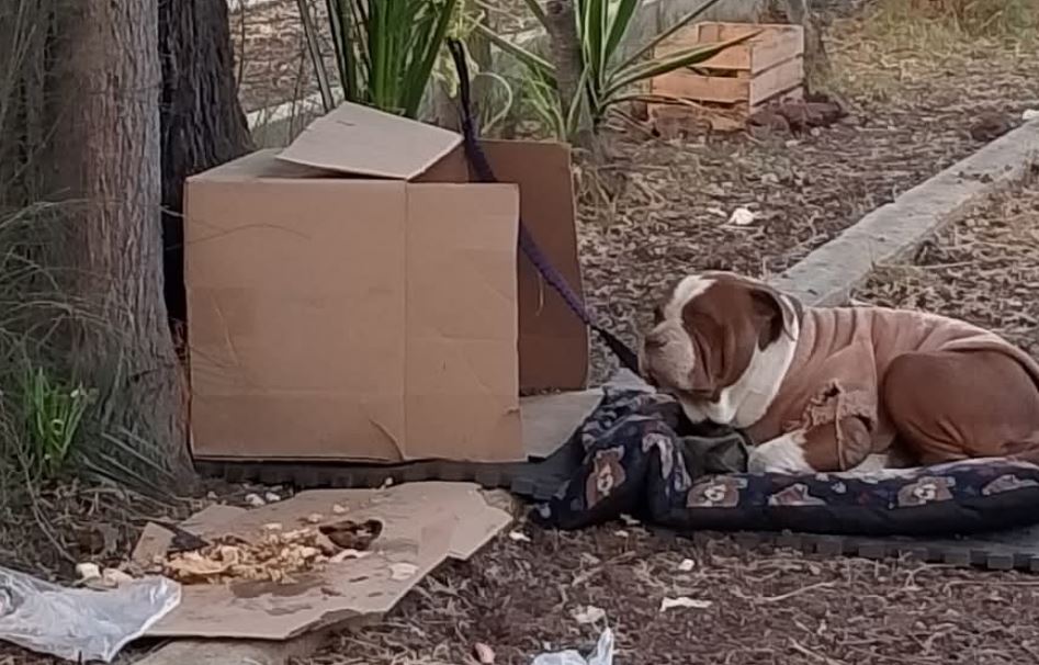 Foto: Cortesía Buscan hogar para perrita abandonada cerca de la Basílica de Guadalupe; ¡ayuda ahora!