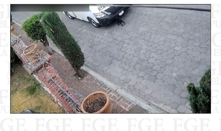 Foto: Cortesía Conductor vinculado a proceso por crueldad animal tras muerte de “Pulgas”