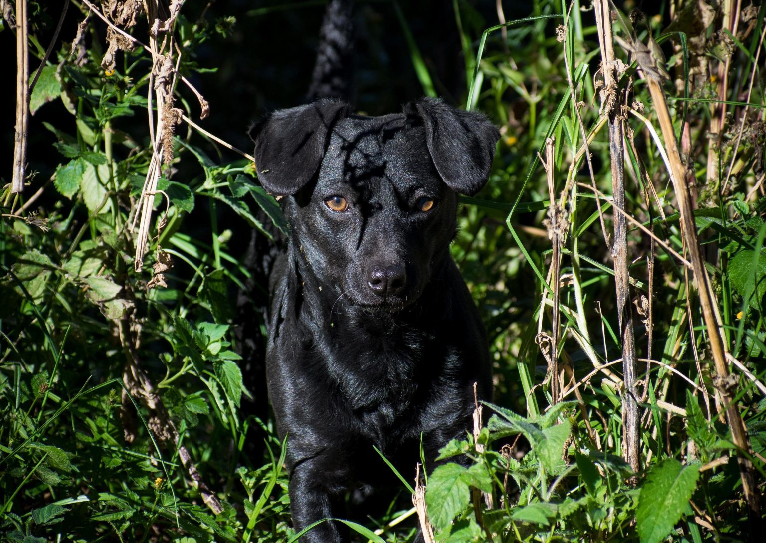 Por: Cortesía Protege a tus mascotas: 46 municipios de Tlaxcala permiten denunciar pirotecnia