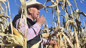 Por: Cortesía ¡Excedente de Maíz en Tlaxcala! 360 mil Toneladas Garantizan Abasto y Apoyo al Campo