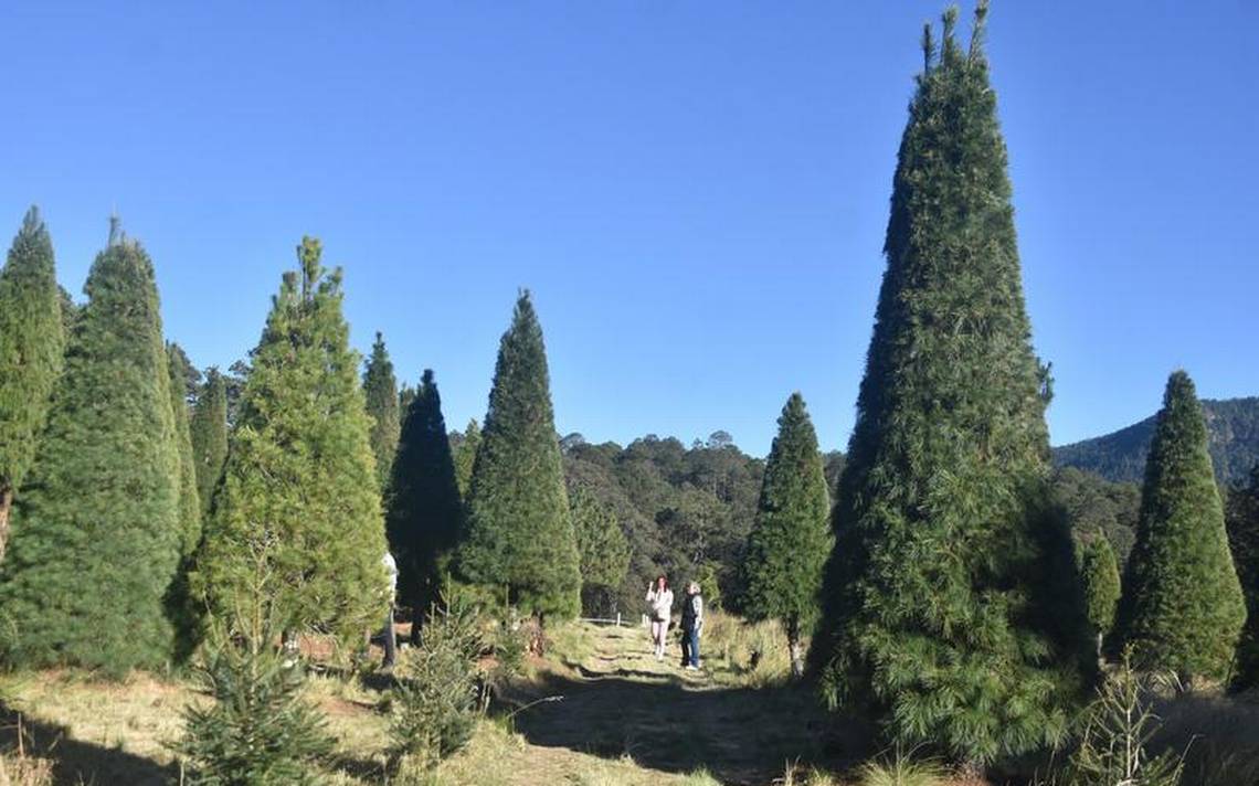 Por: Cortesía Tlaxcala celebra una Navidad sustentable con árboles naturales certificados
