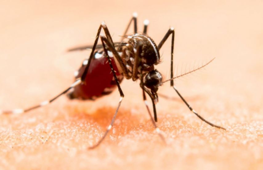 Foto: Cortesía Puebla reporta 7 nuevos casos de dengue en 24 horas, 6 hospitalizados