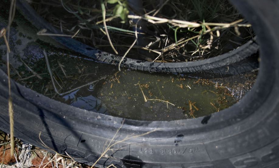 Foto: Cortesía 81 municipios afectados por el dengue en Puebla: Estrategia de prevención