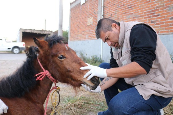 Por: Cortesía Hay dos denuncias por maltrato contra yegua Mila