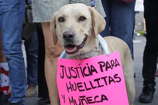 Ocupa y preocupa casos de maltrato animal en San Pedro Cholula