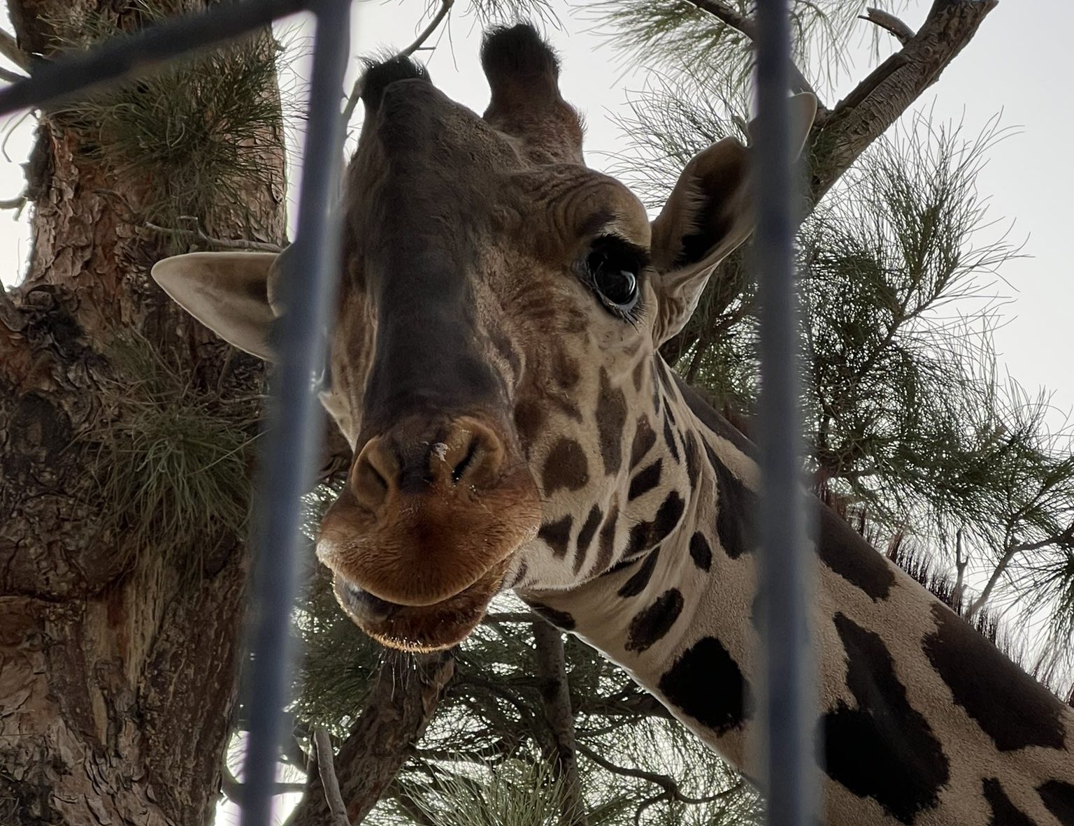 La llegada de la Jirafa Benito impulsará el turismo en Puebla, afirma Adán Domínguez Sánchez