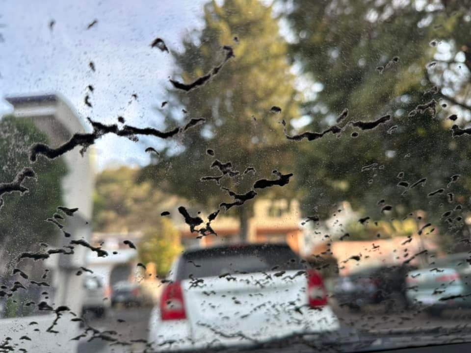 Por: Cortesía Se intensifica caída de ceniza en Tlaxcala, afecta a municipios de centro a sur