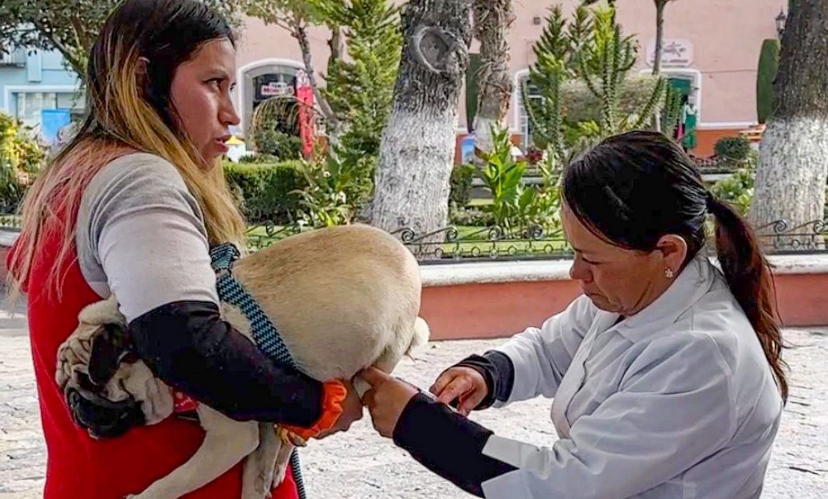 Últimos días de la jornada de vacunación antirrábica en Huamantla
