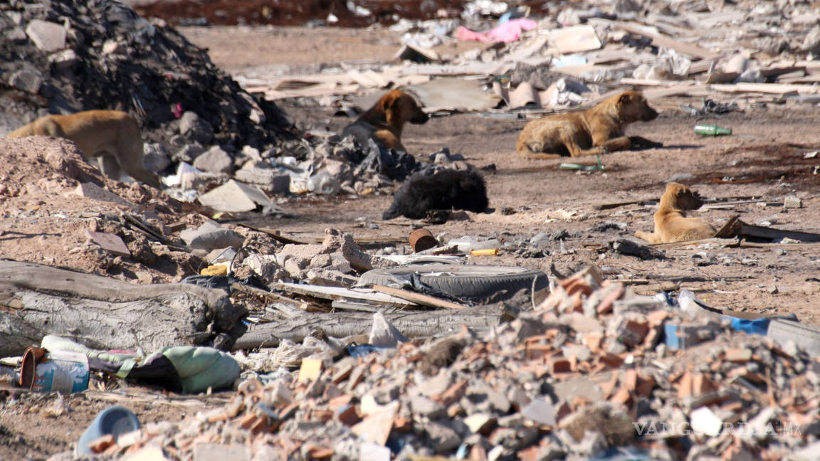 Por: Cortesía Proyecto para rescatar perros del relleno sanitario de Chiltepeque permanece en Análisis, advierte alcalde de Puebla