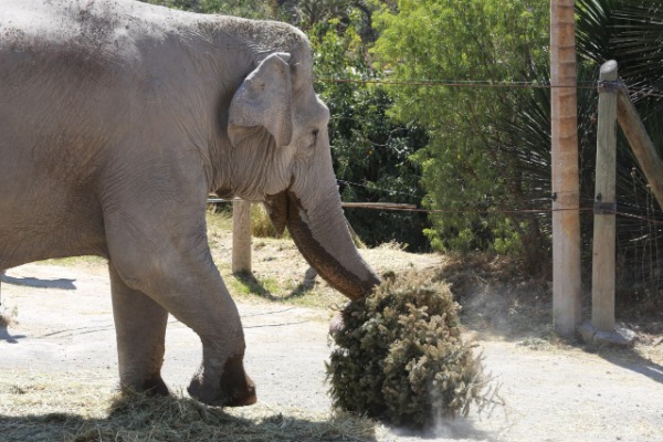 Por: Cortesía Africam Safari regalará accesos 2x1 a cambios de árboles navideños