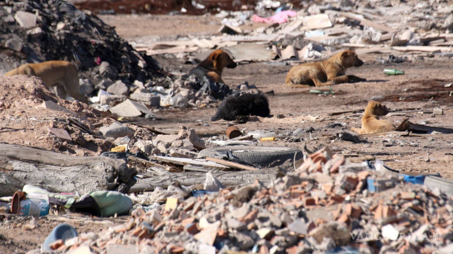 Por: Cortesía Más de 300 perros en Relleno Sanitario de Chiltepeque esperan rescate por falta de espacio adecuado