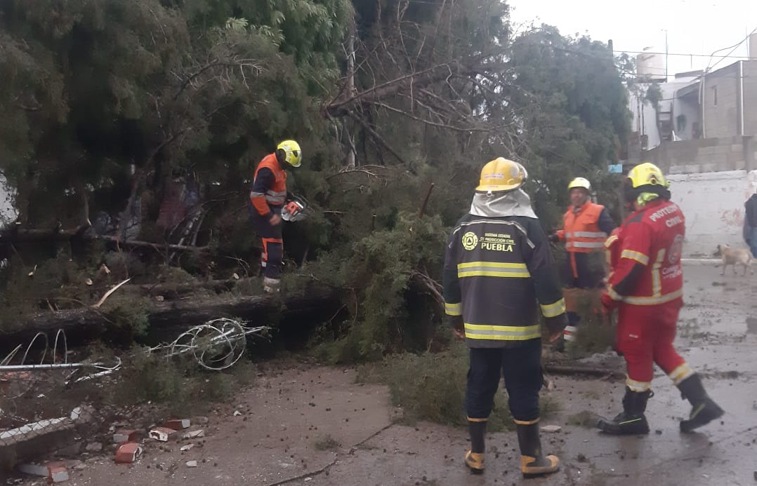 Fuertes lluvias provocan caída de árboles y afectaciones en el Norte de Puebla