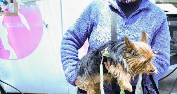 Inversión y Acciones para la Esterilización de Animales en Puebla