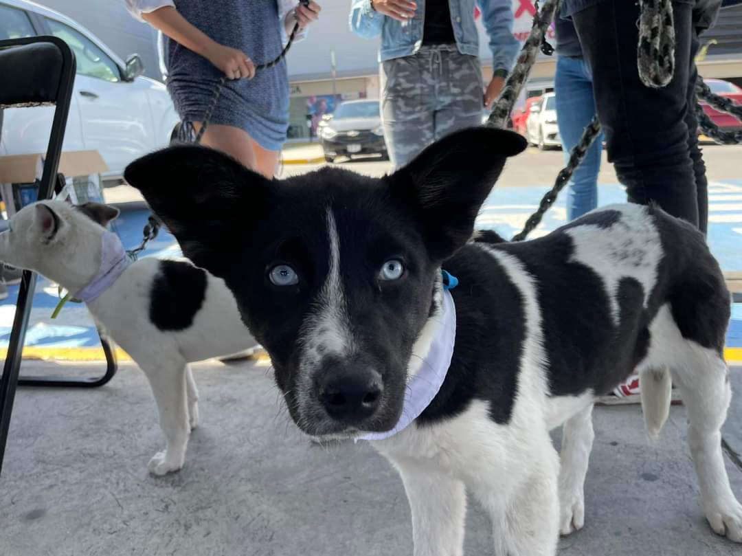 Dos ayuntamientos en Tlaxcala carecen de vías para denuncias por maltrato animal