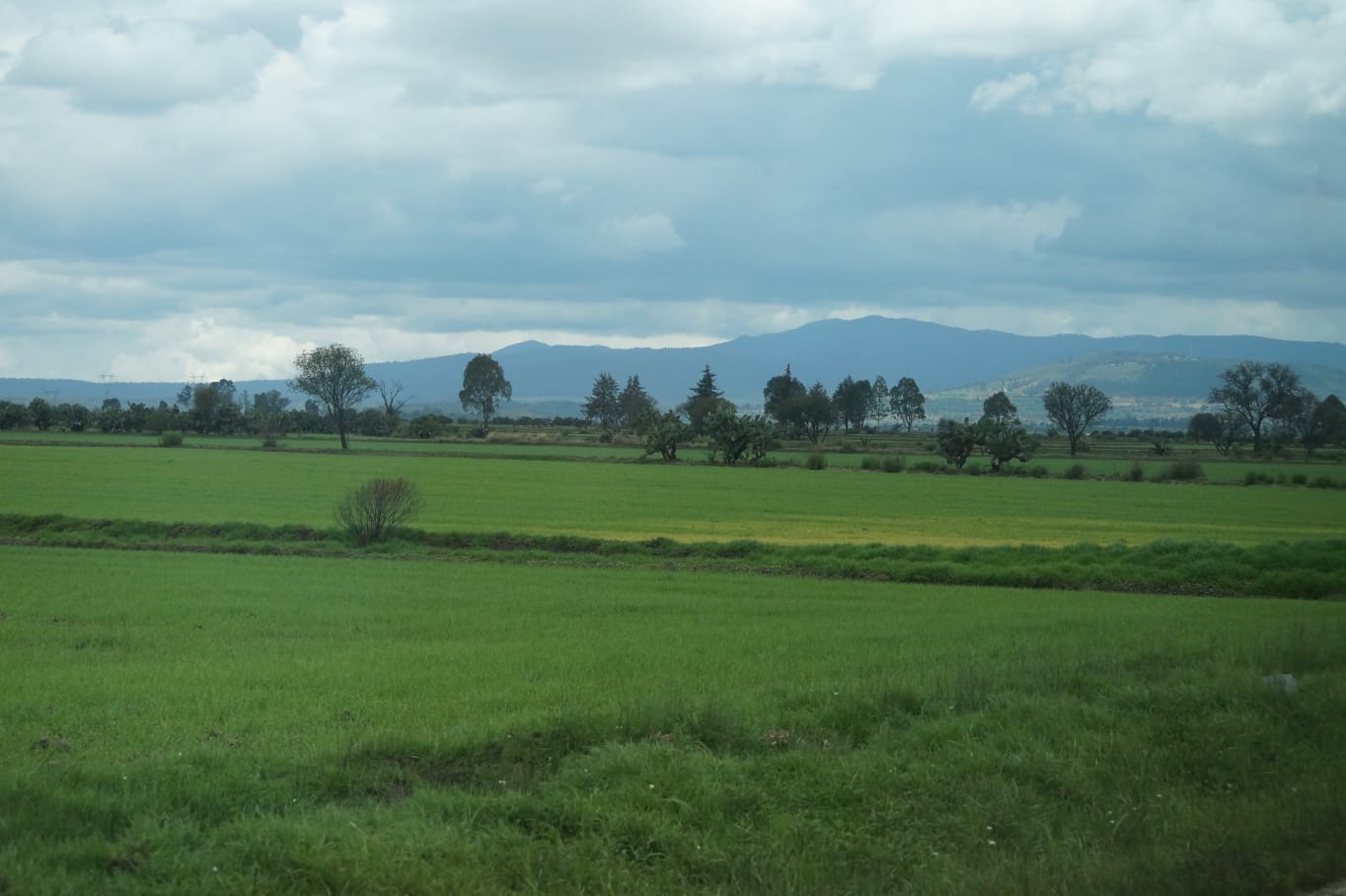 A través Del Programa Sembrando Vida, se logró plantar más de dos mil 500 árboles