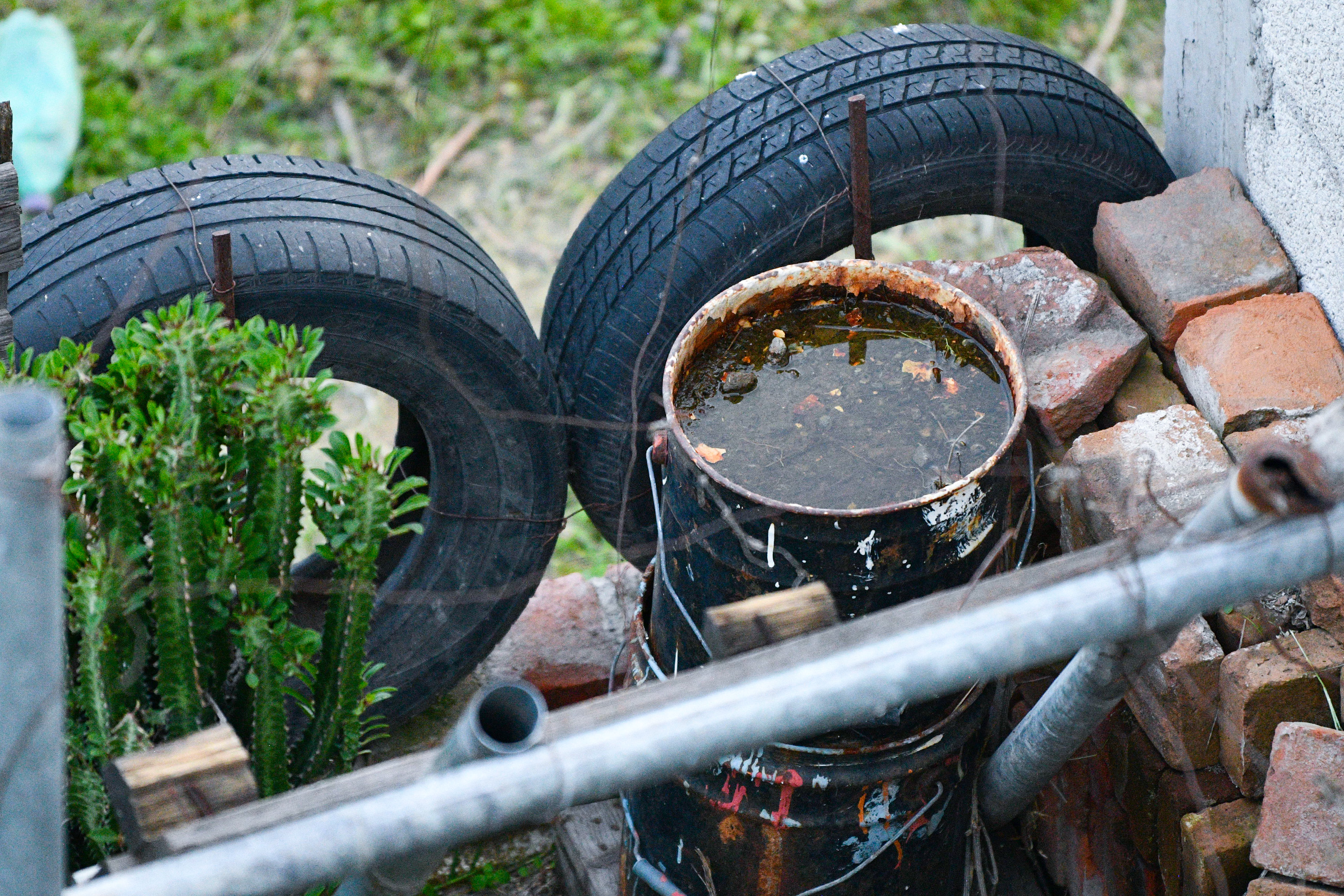 Por: Cortesía Dengue Puebla
