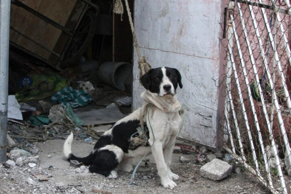 Sólo 31 municipios de Tlaxcala reciben denuncias por maltrato animal: OCPA