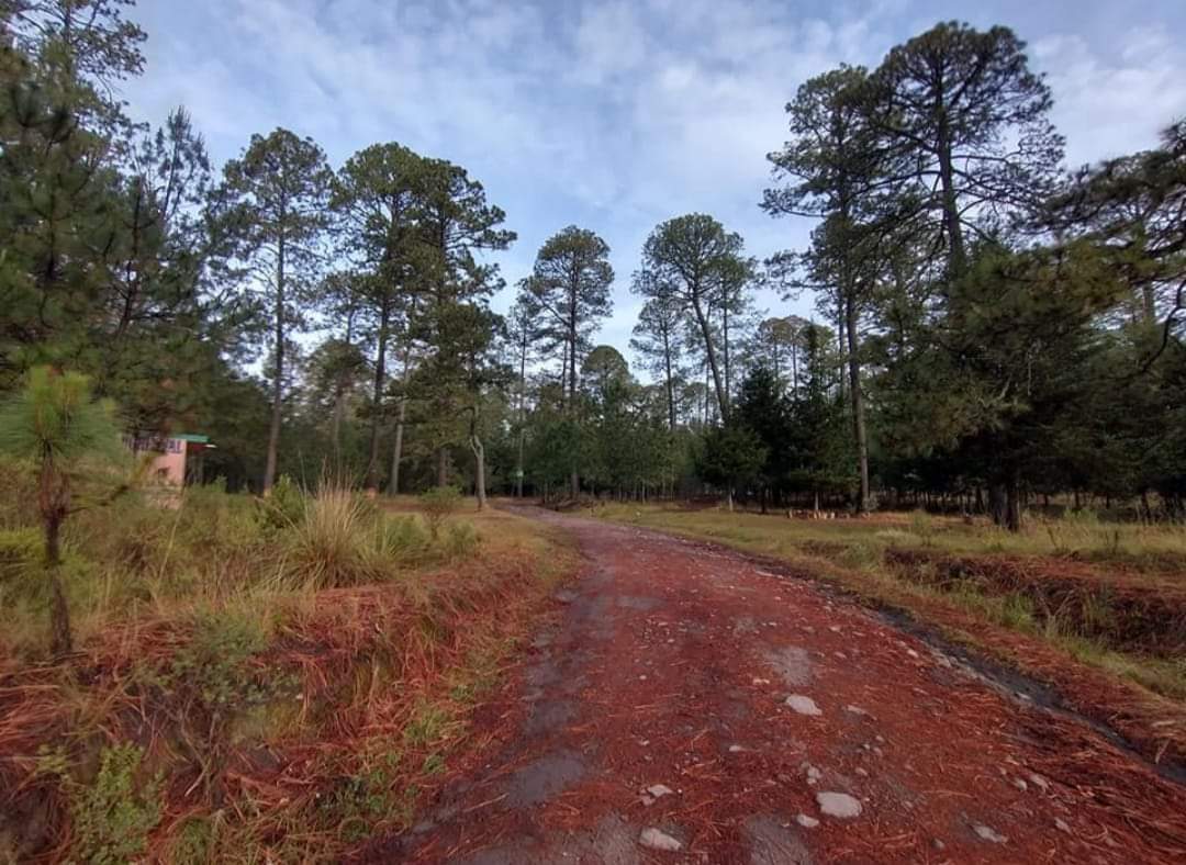 Libramiento Calpulalpan amenaza al ecosistema y agrava al calentamiento global 