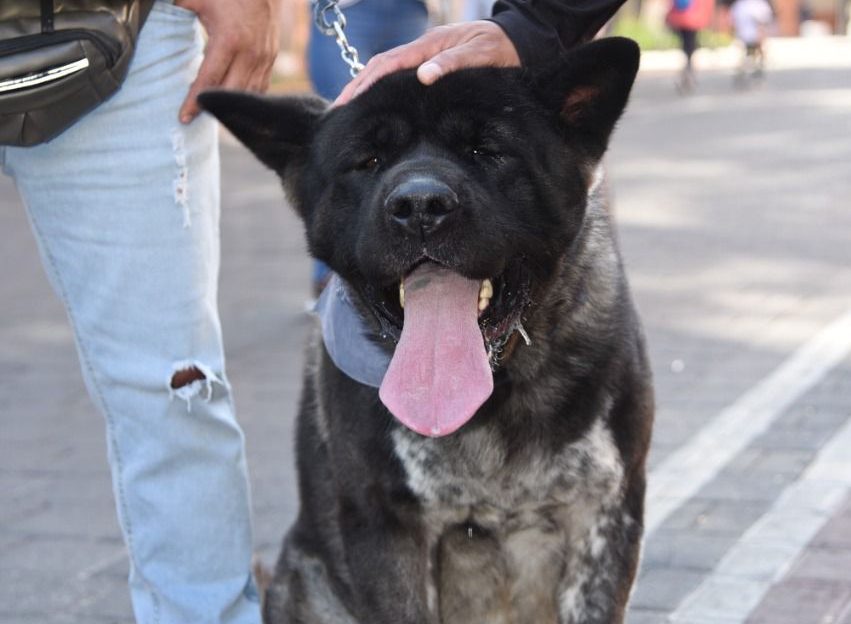 Señala OCPA a 15 ayuntamientos de Tlaxcala omisos a solicitudes de información