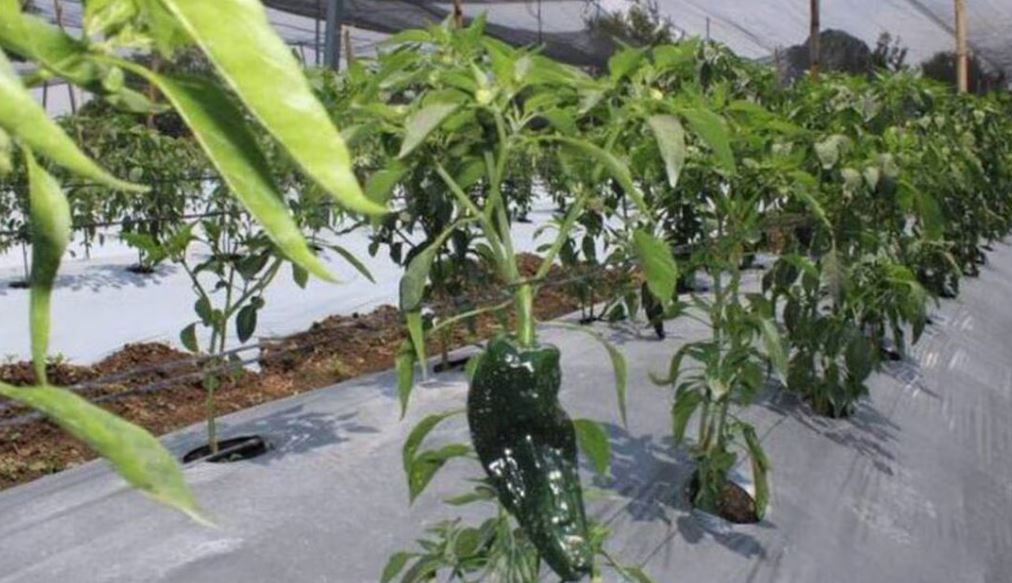 Por: Cortesía Chile en Nogada