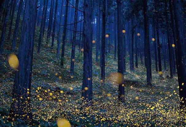 Asegura Virgilio Medellín que este año temporada de luciérnagas podría dejar derrama de 10.5 MDP