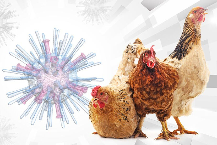 Por: Cortesía OMS confirma primer deceso por gripe aviar en México