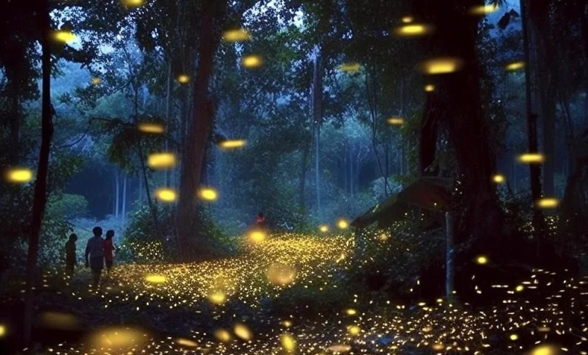 Llega temporada de avistamiento de luciérnagas, esperan 120 mil visitantes