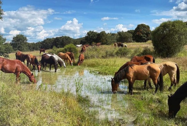 Por: Cortesía Cuacolandia seguirá cuidando de equinos de Elena Larrea