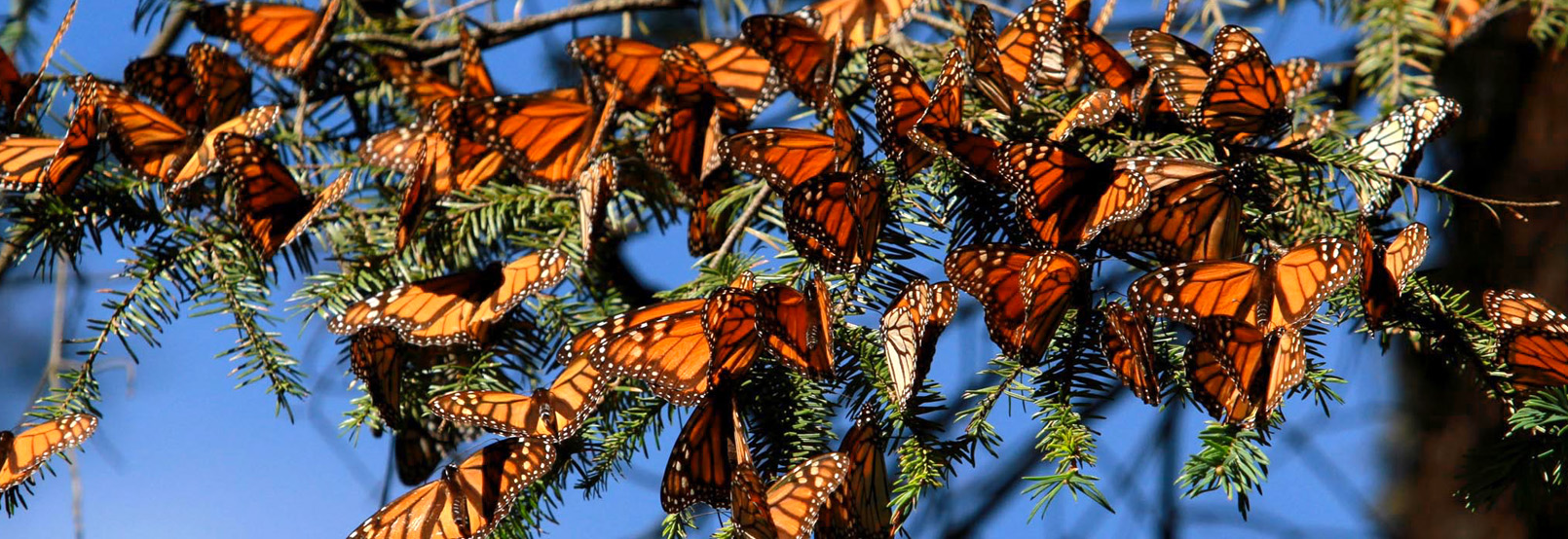 Por: Cortesía Se incendia bosque santuario de mariposas monarcas