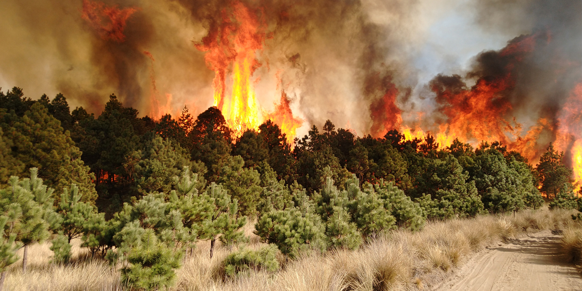 Por: Cortesía AMLO no descarta que incendios forestales sean provocados por inmobiliarias