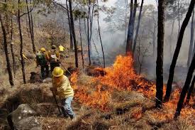 Por: Cortesía 30 mil hectáreas han sido afectadas por incendios forestales en Michoacán