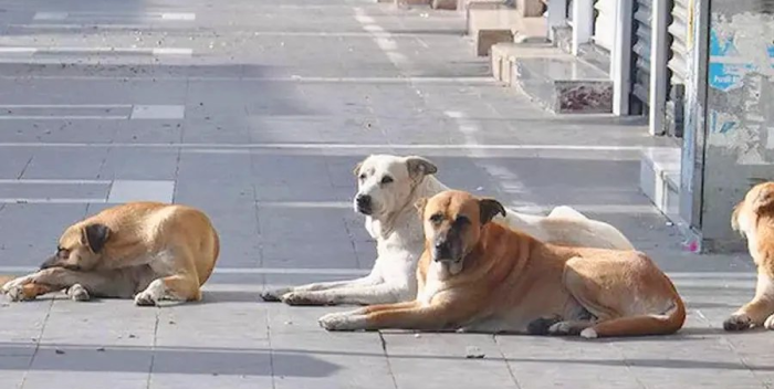 Por: Cortesía Turquía planea sacrificar 4 millones de perros callejeros si no les encuentra dueño